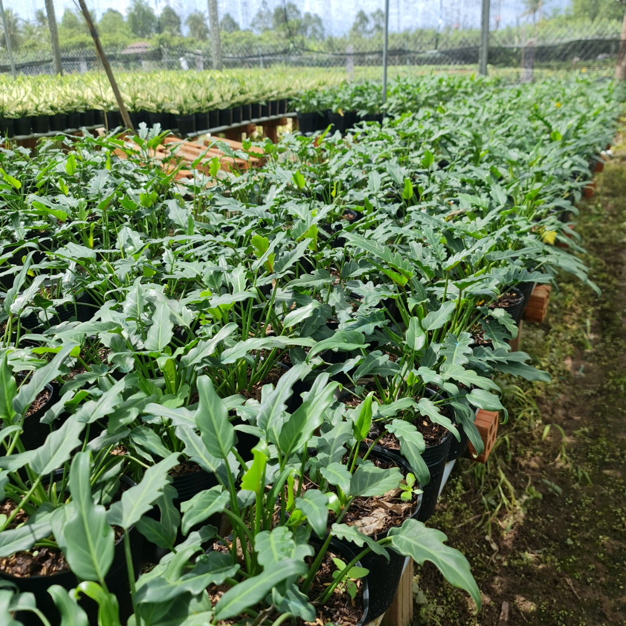 CÂY TRẦU BÀ CHÂN VỊT, (cao 15cm), cây phong thủy hút tài lộc để bàn mini GIÁ RẺ, lọc không khí, Cây Tươi Nguyên CTN0560