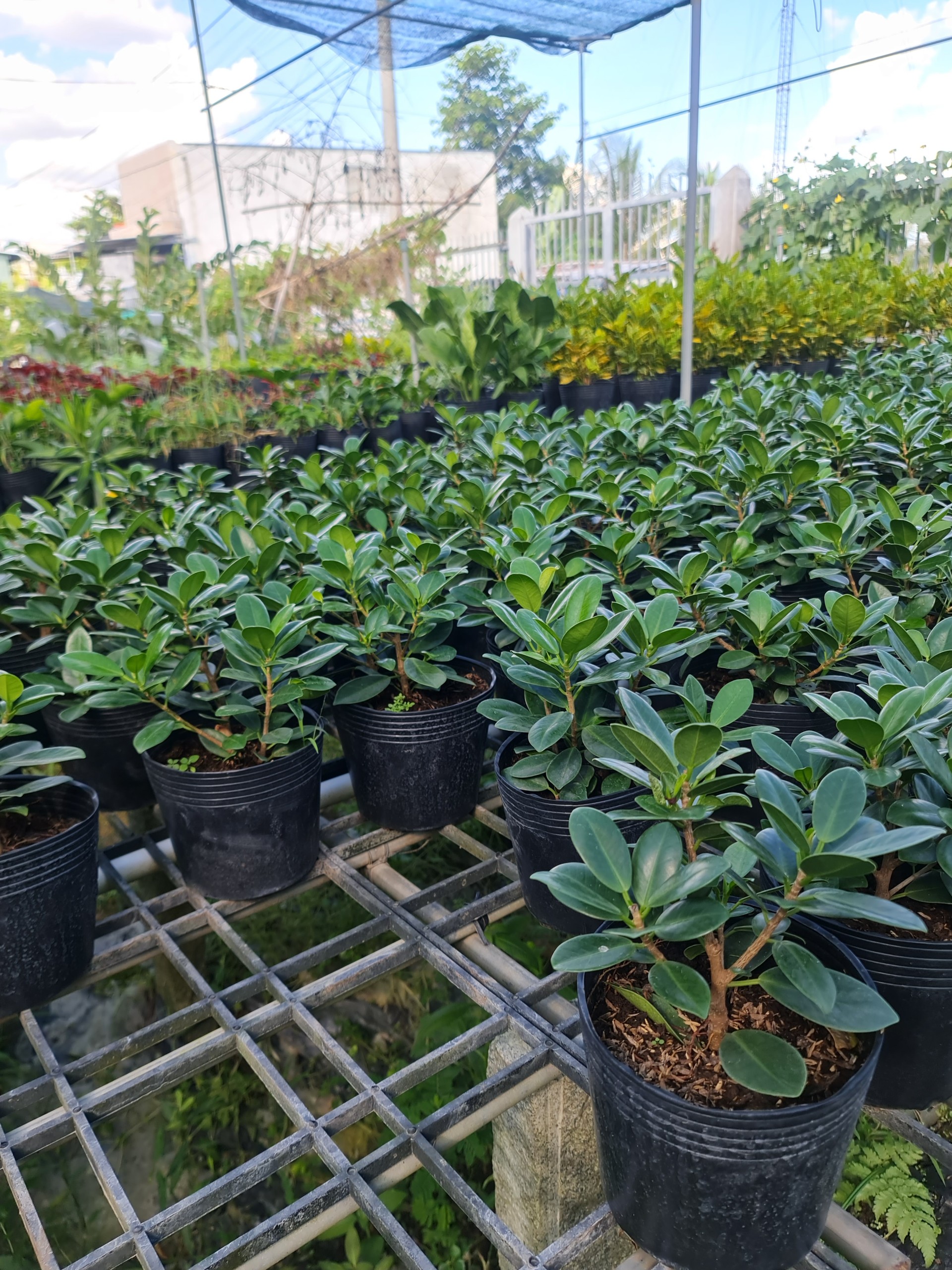 CÂY SI NHẬT (Cây Sanh), (cao 20cm), cây phong thủy hút tài lộc để bàn mini GIÁ RẺ, lọc không khí, Cây Tươi Nguyên CTN0510