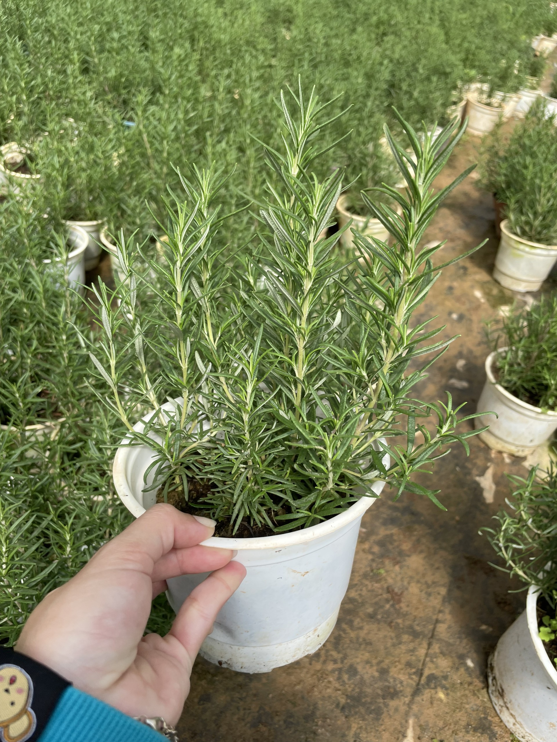 GIỐNG CÂY HƯƠNG THẢO (Rosemary), (cao 15-20cm), thuần khí hậu nóng Sài Gòn, cây hương liệu, Cây Tươi Nguyên CTN0750