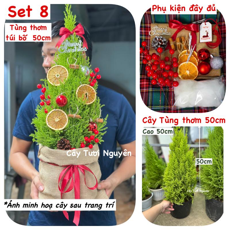 [GIAO NHANH] CÂY SƠN TÙNG SIZE L,(cao 60cm), cây Noel mini, cây Noel thật để bàn, cây Giáng sinh, Cây Tươi Nguyên