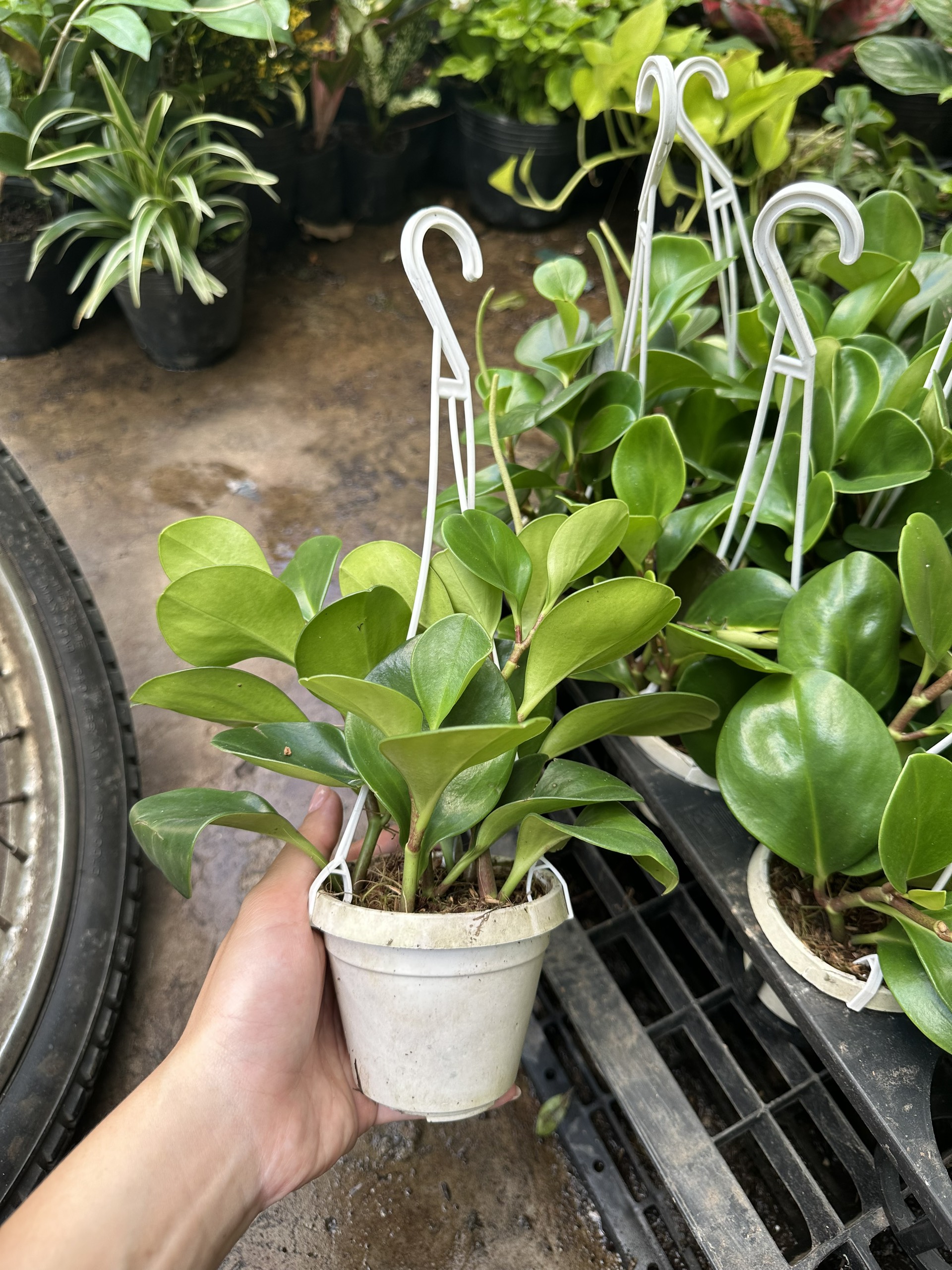[Mua 2 giảm 15K ship] CÂY TRƯỜNG SINH, (cao 12-15cm), cây phong thủy hút tài lộc để bàn mini GIÁ RẺ, lọc không khí, Cây Tươi Nguyên CTN0130