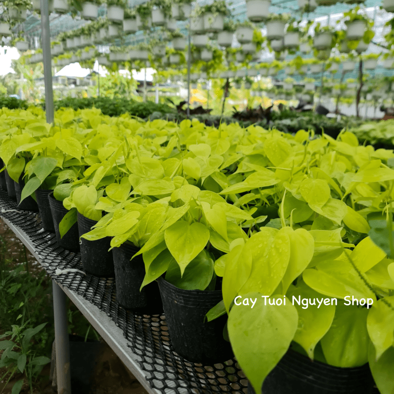 CÂY TRẦU BÀ TIM CHẬU NHỰA Philodendron Lemon Lime, (cao 10cm), cây cảnh Trong nhà, kiểng lá mini để bàn Cây Tươi Nguyên