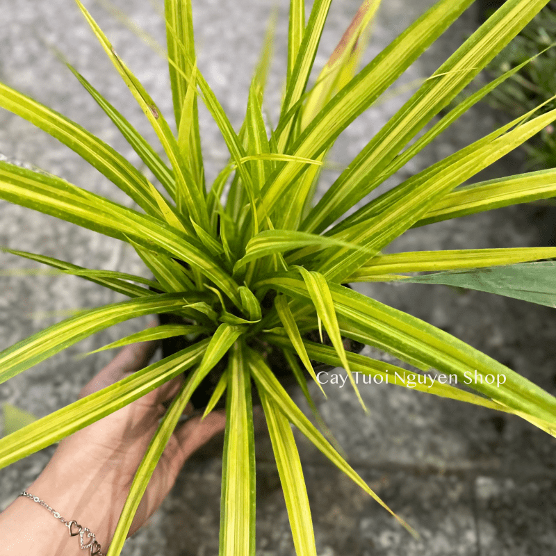 CÂY LÁ DỨA THÁI SỌC VÀNG, (cao 20cm), cây giống trồng cảnh trang trí sân vườn, ban công, dễ trồng GIÁ RẺ, Cây Tươi Nguyên