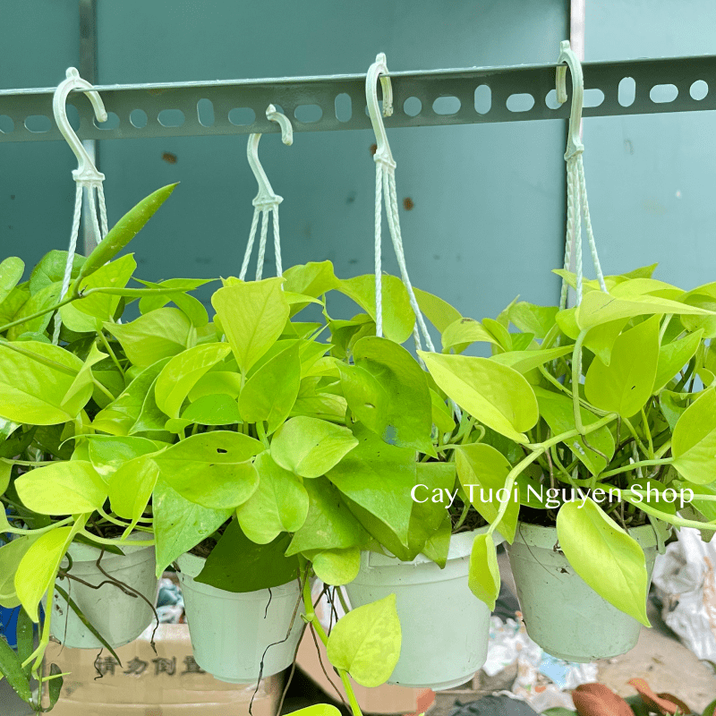 [CHẬU TREO] CÂY TRẦU BÀ THÁI VÀNG mini ,(cao 10cm), cây cảnh Trong nhà, kiểng lá để bàn, GIÁ RẺ, Cây Tươi Nguyên CTN1452