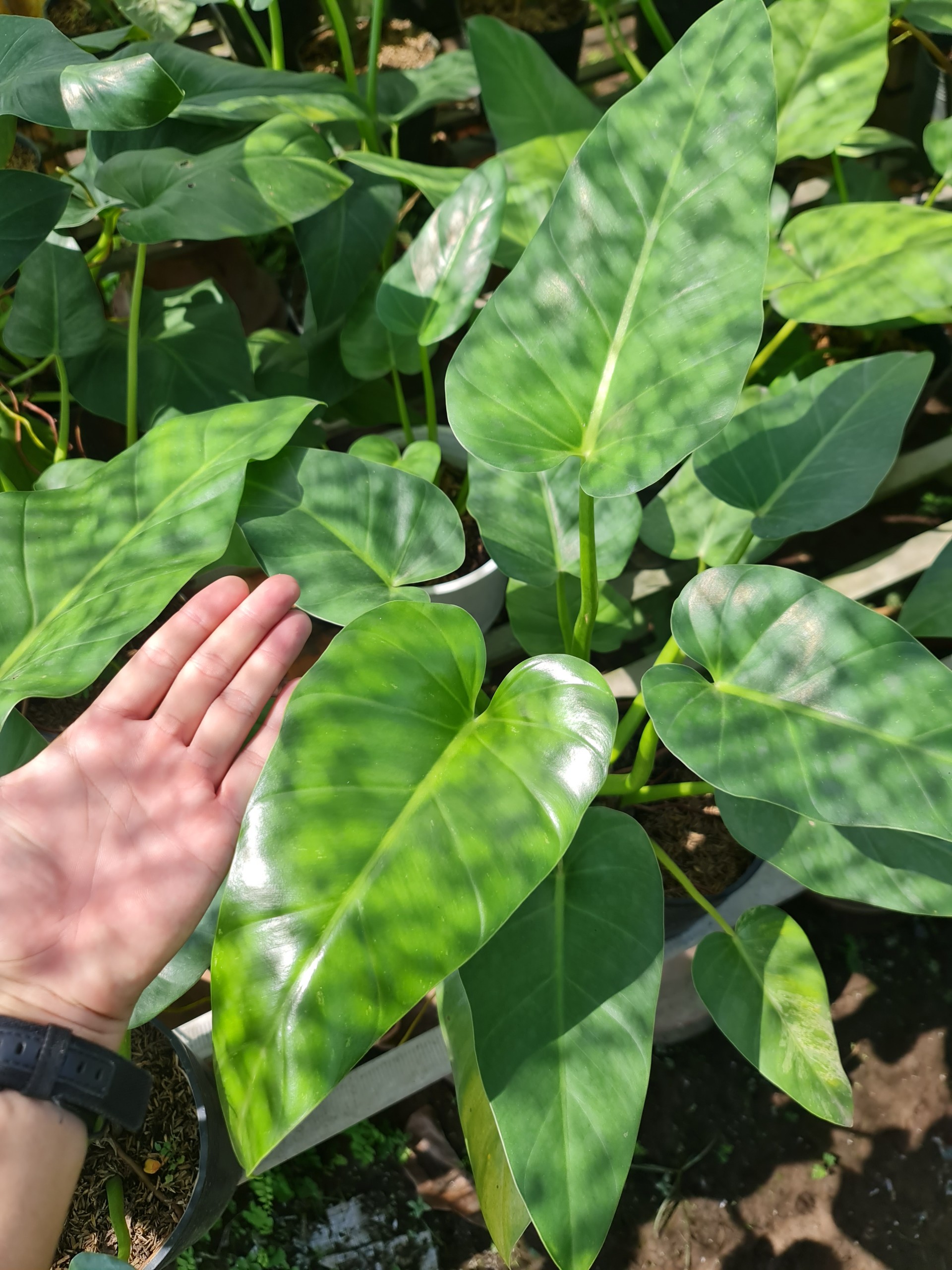 CÂY ĐẠI HOÀNG PHÚ, (cao 50cm), cây phong thủy hút tài lộc để bàn mini GIÁ RẺ, lọc không khí, Cây Tươi Nguyên CTN0460