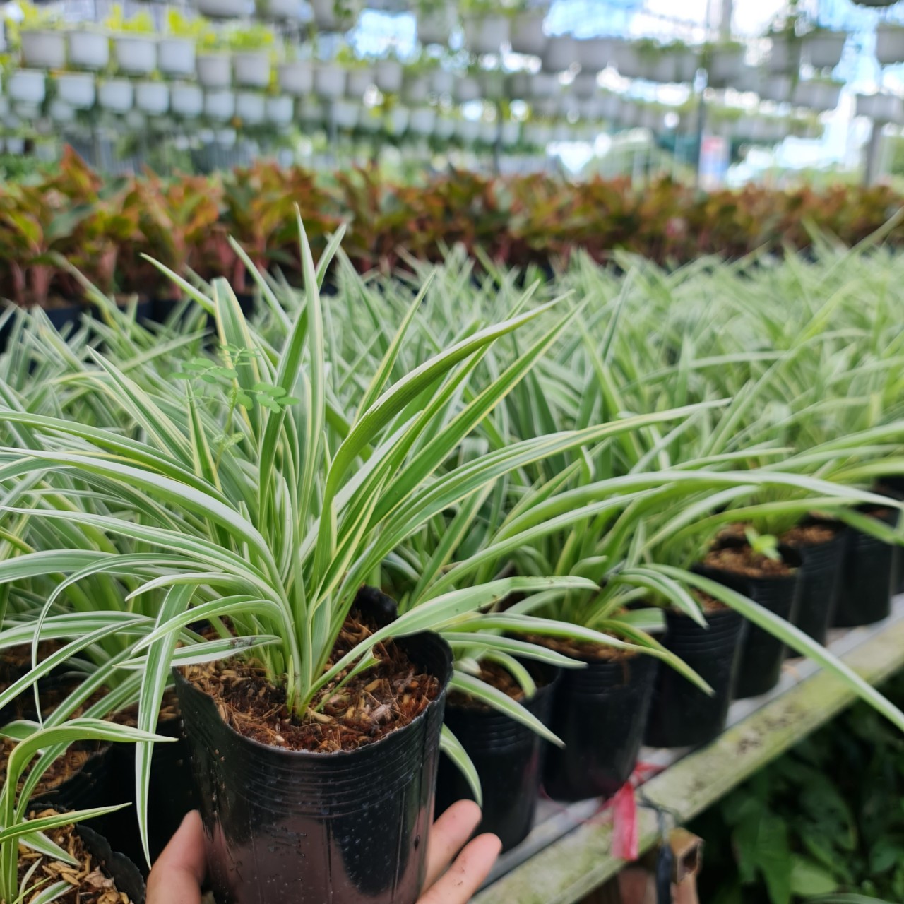 CÂY CỎ LAN CHI ,(cao 7cm), cây phong thủy hút tài lộc để bàn mini GIÁ RẺ, lọc không khí, Cây Tươi Nguyên CTN0550