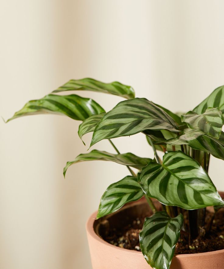 CÂY ĐUÔI CÔNG XANH VẰN (Calathea Freddie), (cao 15cm), cây cảnh Trong nhà, kiểng lá mini để bàn Văn phòng đẹp, GIÁ RẺ, lọc không khí, Cây Tươi Nguyên CTN1516