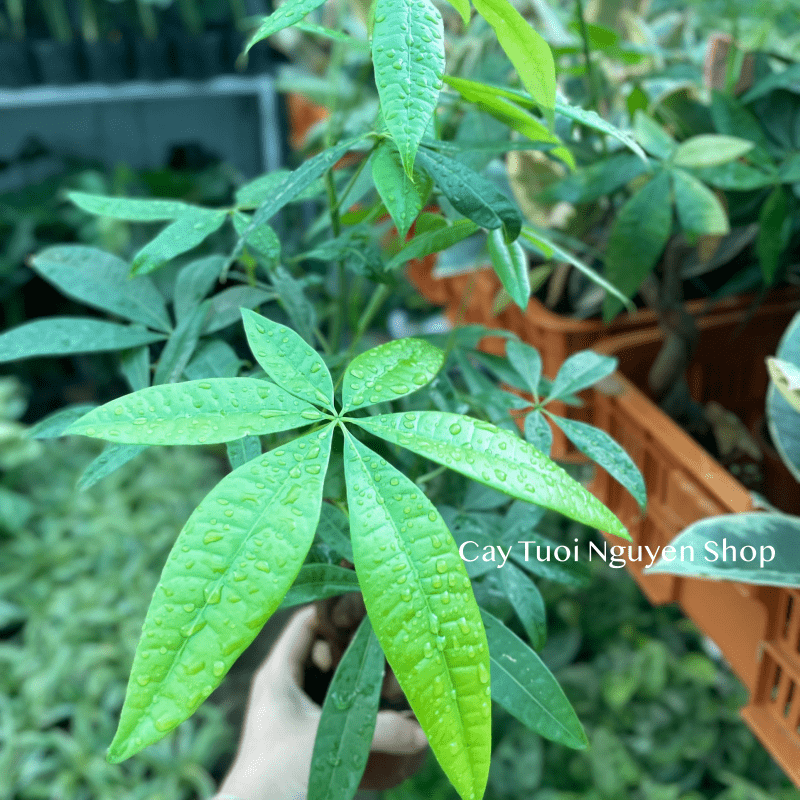 CÂY KIM NGÂN THÂN XOẮN, (cao 25cm), cây cảnh Trong nhà, kiểng lá mini để bàn Văn phòng đẹp, GIÁ RẺ, Cây Tươi Nguyên