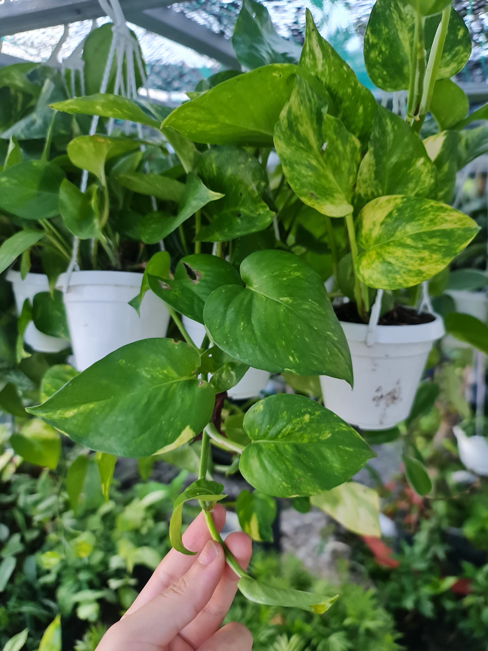 CÂY TRẦU BÀ XANH GIỎ TREO Size Mini, (cao 10cm), cây phong thủy hút tài lộc để bàn mini GIÁ RẺ, lọc không khí, Cây Tươi Nguyên CTN1070