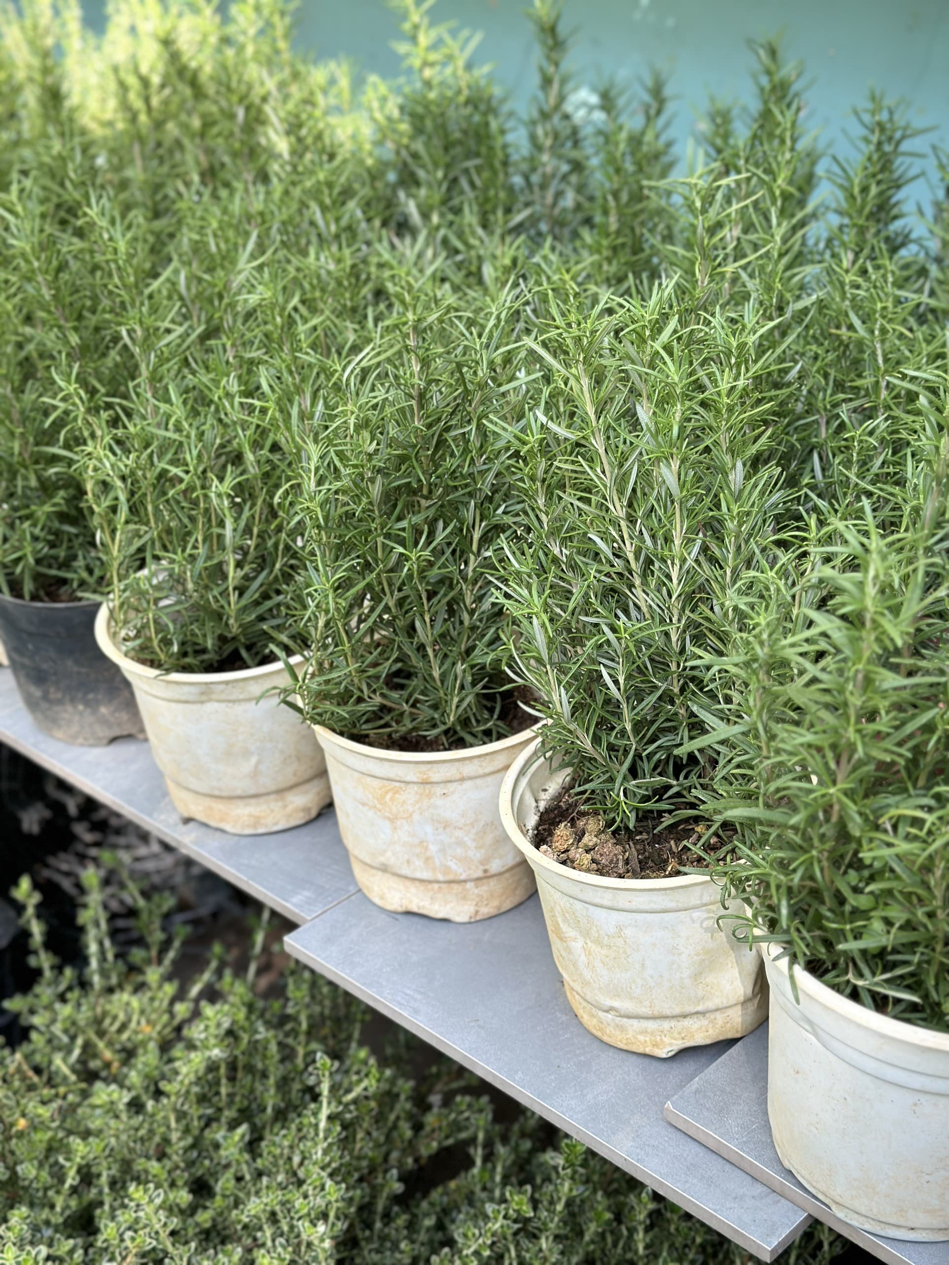 [CHỈ GIAO HCM - GIA VỊ TƯƠI] CÂY GIA VỊ ÂU DỄ TRỒNG TẠI VN, trồng sẵn phát triển ổn định, mùi thơm giá rẻ, cây hương liệu