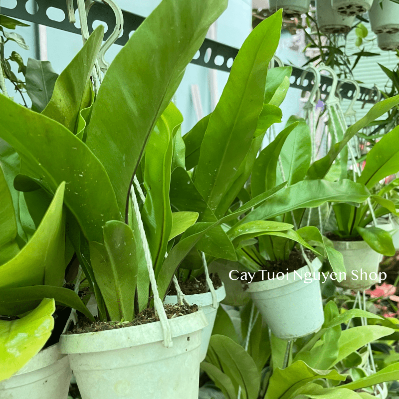 [CHẬU TREO] CÂY Ổ PHỤNG (TỔ QUẠ) mini, (cao 10cm), cây cảnh Trong nhà, kiểng lá để bàn, GIÁ RẺ, Cây Tươi Nguyên CTN1453