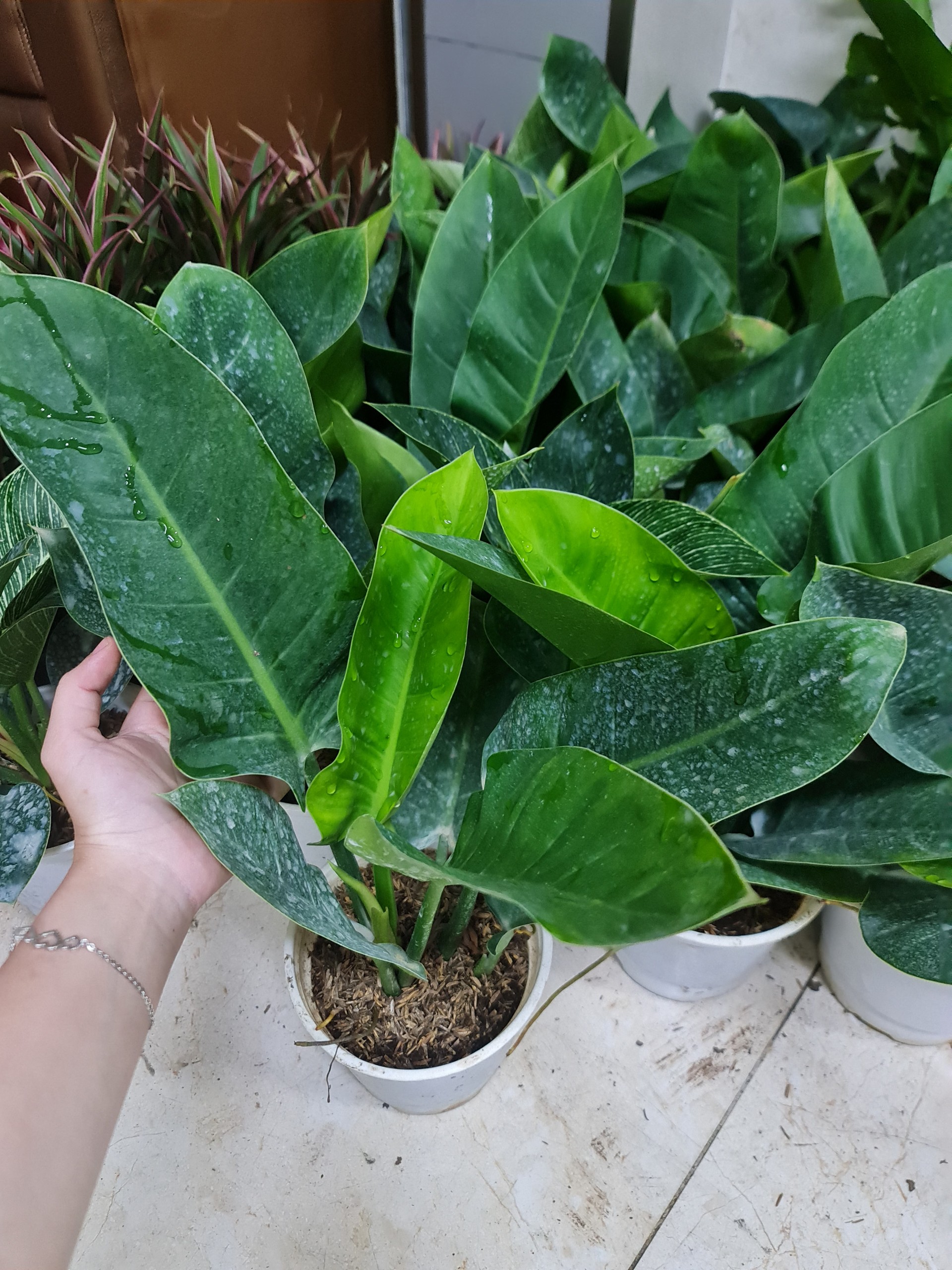 CÂY TRẦU BÀ ĐẾ VƯƠNG Xanh,(cao 30cm), cây phong thủy hút tài lộc để bàn mini GIÁ RẺ, lọc không khí, Cây Tươi Nguyên CTN0020