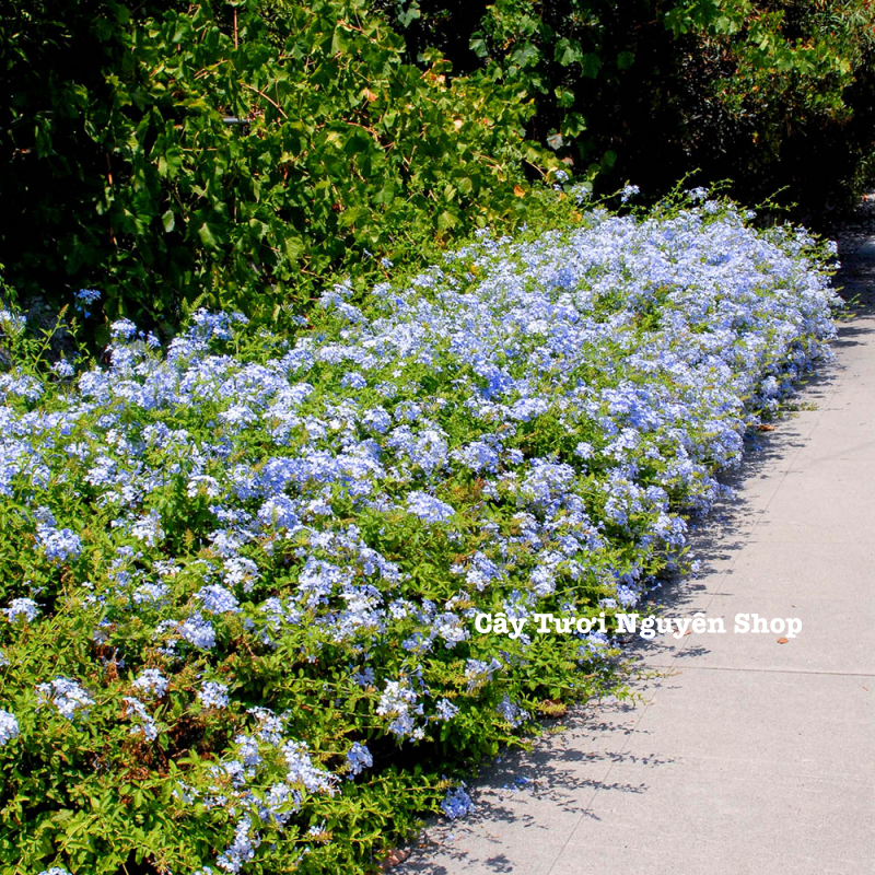 CÂY HOA THANH XÀ ,(cao 20cm), Hoa giống cảnh sân vườn, ban công, dễ trồng GIÁ RẺ, nở quanh năm, Cây Tươi Nguyên CTN1550