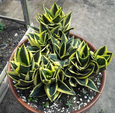 CÂY LƯỠI HỔ BÚP SEN, (cao 10cm), Màu Xanh, cây cảnh Trong nhà, kiểng lá mini để bàn Văn phòng đẹp, GIÁ RẺ, Cây Tươi Nguyên
