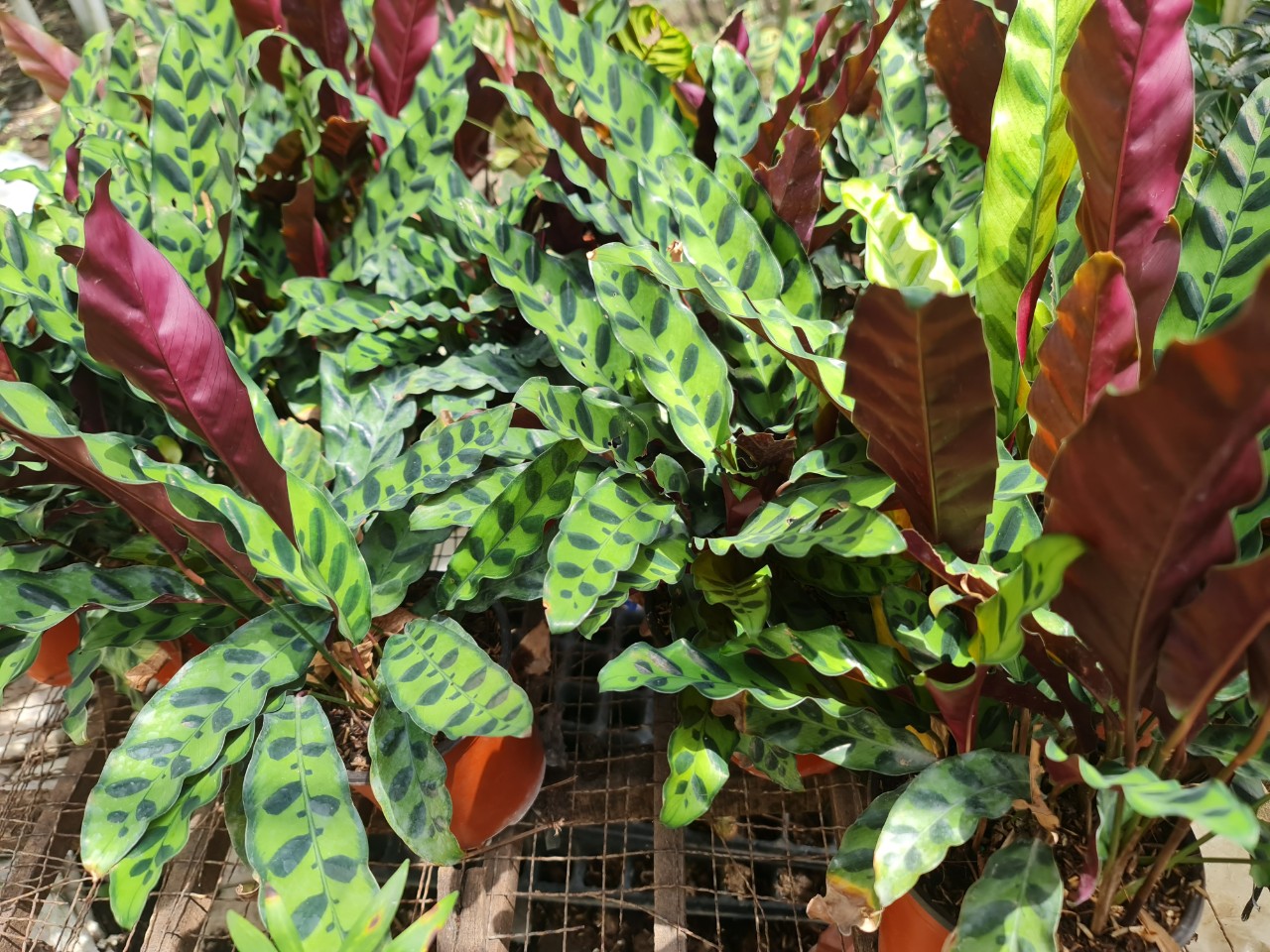 CÂY ĐUÔI PHỤNG ĐỎ, (cao 35cm), cây phong thủy hút tài lộc để bàn mini GIÁ RẺ, lọc không khí, Cây Tươi Nguyên CTN0030