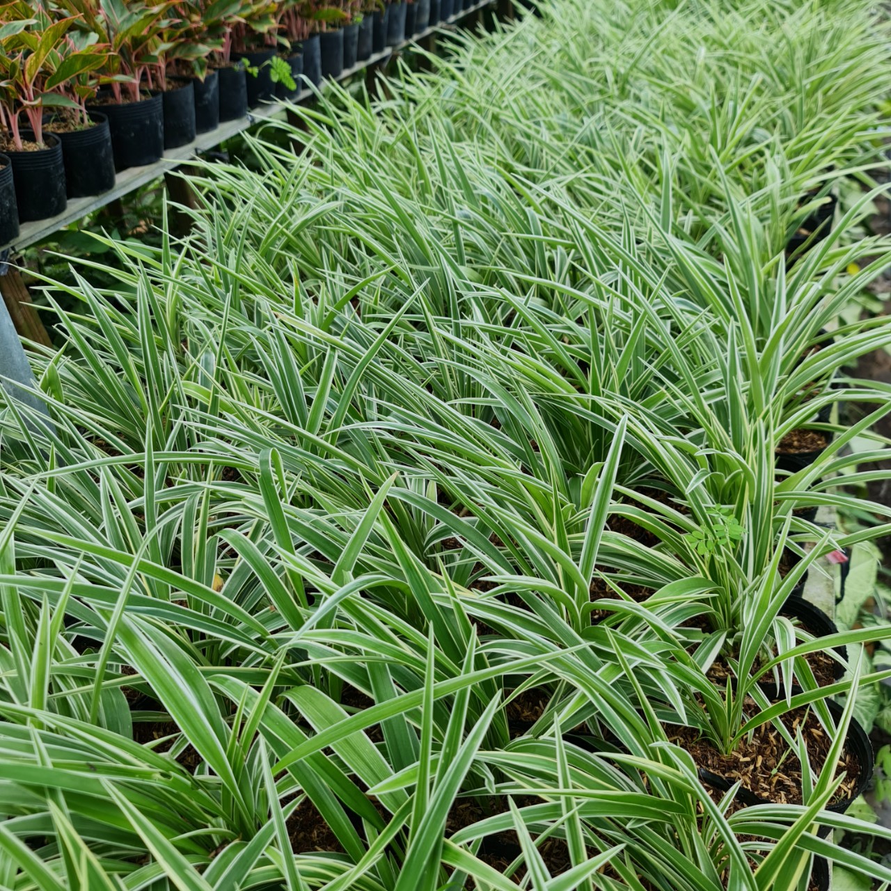 CÂY CỎ LAN CHI ,(cao 7cm), cây phong thủy hút tài lộc để bàn mini GIÁ RẺ, lọc không khí, Cây Tươi Nguyên CTN0550