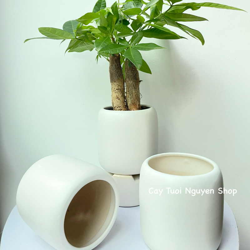 CHẬU TRÁNG MEN BO TRÒN MIỆNG 9.5*11CM, (1 chậu),chậu trồng cây, trang trí nội thất, Cây Tươi Nguyên CTN1497