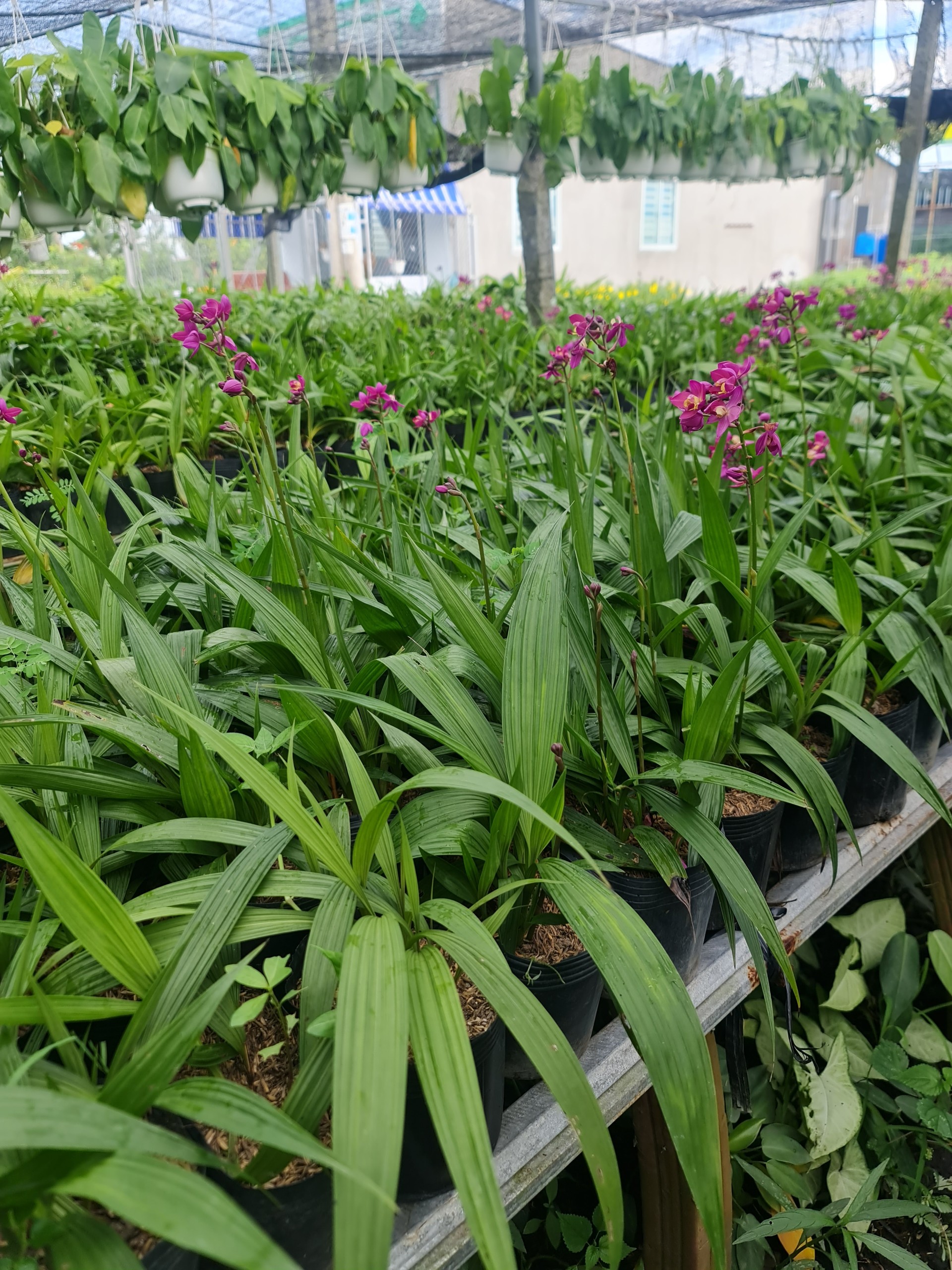 CÂY HOA ĐỊA LAN TÍM ,(cao 15cm), Cây cảnh, dễ trồng GIÁ RẺ, nở quanh năm, Cây Tươi Nguyên CTN0590