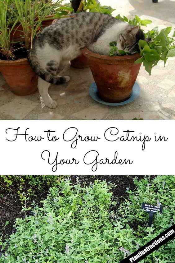 [CHỈ GIAO MIỀN NAM] CÂY BẠC HÀ MÈO- CATNIP, cỏ mèo (cao 25cm), giúp mèo "phê pha" xả stress, cây có sẵn chậu nhựa ổn định, ngắt lá dùng lâu dài, Cây Tươi Nguyên