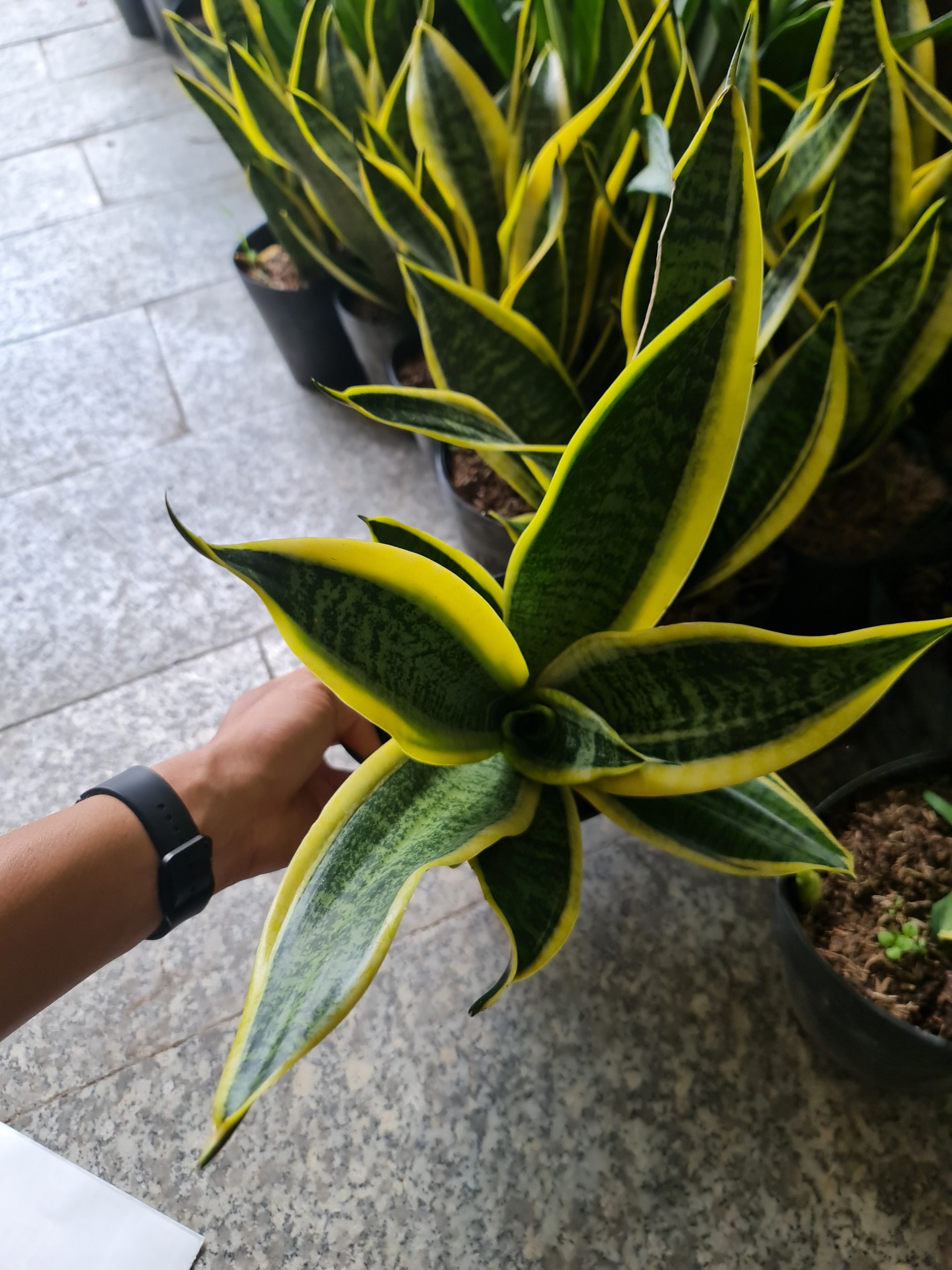 CÂY LƯỠI HỔ THÁI VIỀN VÀNG, (cao 25cm), cây phong thủy hút tài lộc để bàn mini GIÁ RẺ, lọc không khí, Cây Tươi Nguyên CTN0050