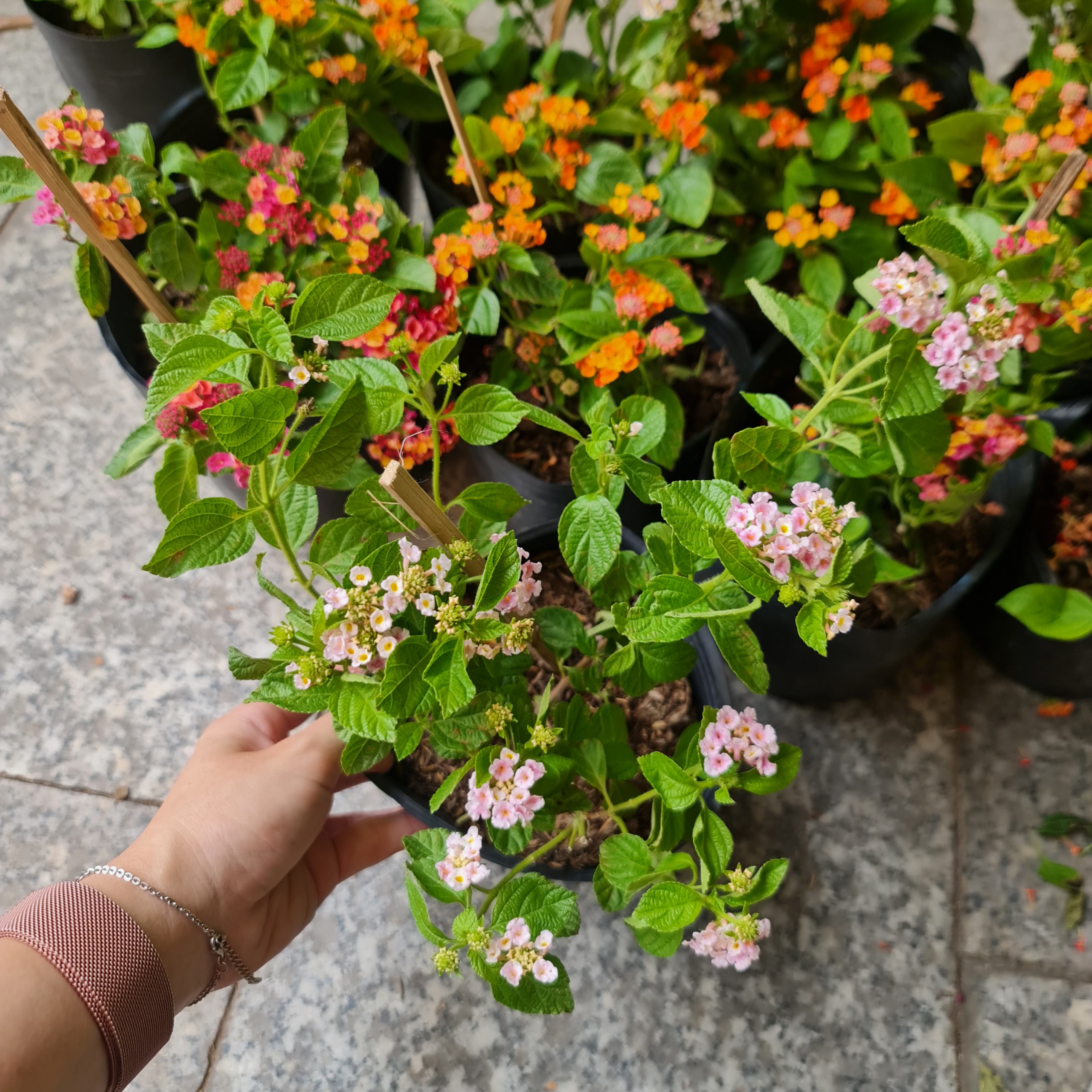 [CHỈ GIAO HCM] CÂY HOA NGŨ SẮC NHIỀU MÀU, (cao 15cm), Cây cảnh, dễ trồng GIÁ RẺ, nở quanh năm, Cây Tươi Nguyên CTN0870