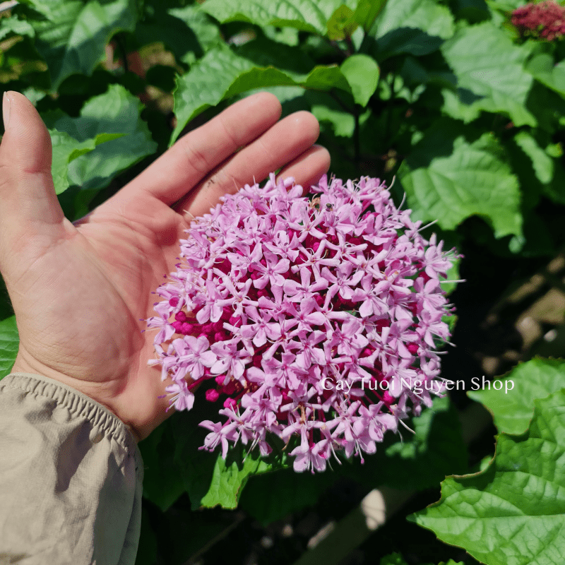 [GIỐNG MỚI] CÂY HOA TRANG THƠM hoa mùi thơm nhẹ ,(cao 35cm), Hoa giống cảnh sân vườn dễ trồng GIÁ RẺ,Cây Tươi Nguyên