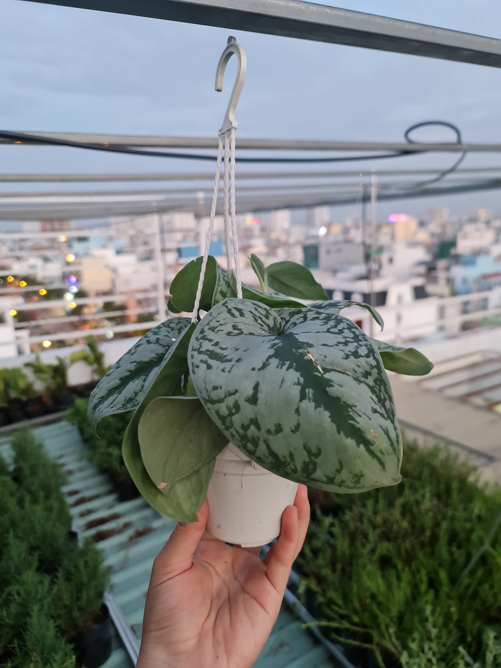 CÂY TRẦU BÀ LỤA GIỎ TREO Size Mini,(cao 10cm), cây phong thủy hút tài lộc để bàn mini GIÁ RẺ, lọc không khí, Cây Tươi Nguyên CTN1060