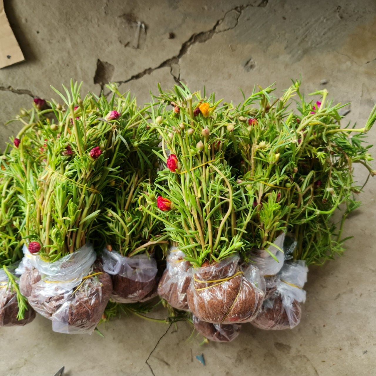 CÂY HOA MƯỜI GIỜ BÓ 50 CÂY ,(cao 15cm), Cây cảnh, dễ trồng GIÁ RẺ, nở quanh năm, Cây Tươi Nguyên CTN0540