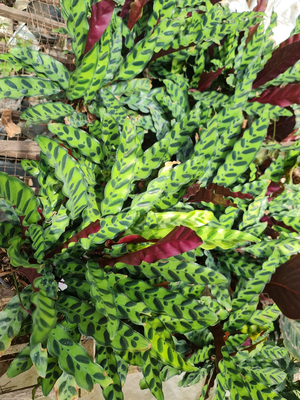 CÂY ĐUÔI PHỤNG ĐỎ, (cao 35cm), cây phong thủy hút tài lộc để bàn mini GIÁ RẺ, lọc không khí, Cây Tươi Nguyên CTN0030