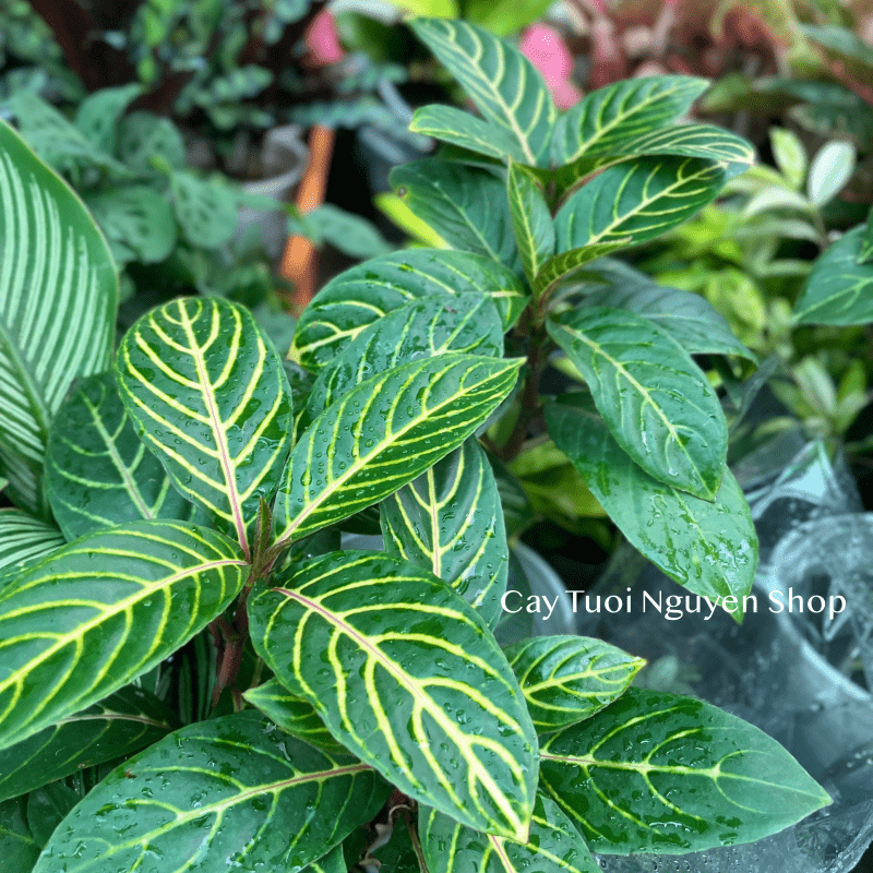 CÂY NGỰA VẰN Aphelandra Nees, (cao 20cm), cây cảnh Trong nhà, kiểng lá mini để bàn Văn phòng đẹp, GIÁ RẺ, Cây Tươi Nguyên