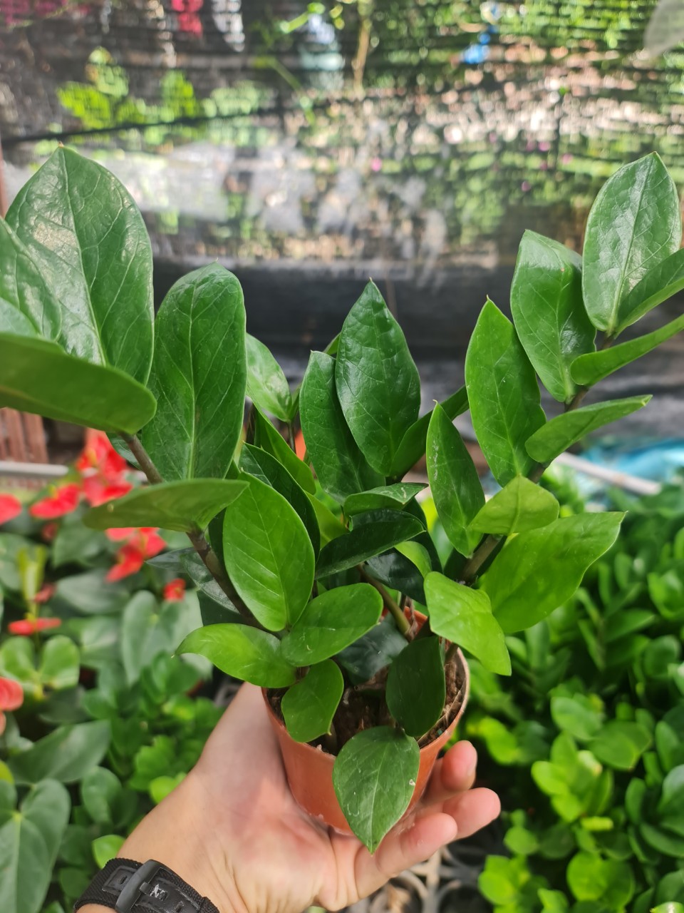 CÂY KIM TIỀN MINI Size mini, (cao 25cm), cây phong thủy hút tài lộc để bàn mini GIÁ RẺ, lọc không khí, Cây Tươi Nguyên CTN0240