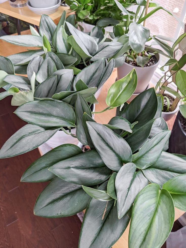 CÂY ÁNH TRĂNG CHẬU NHỰA Scindapsus Moonlight ,(cao 10cm), cây cảnh Trong nhà, kiểng lá mini để bàn Văn phòng đẹp, GIÁ RẺ
