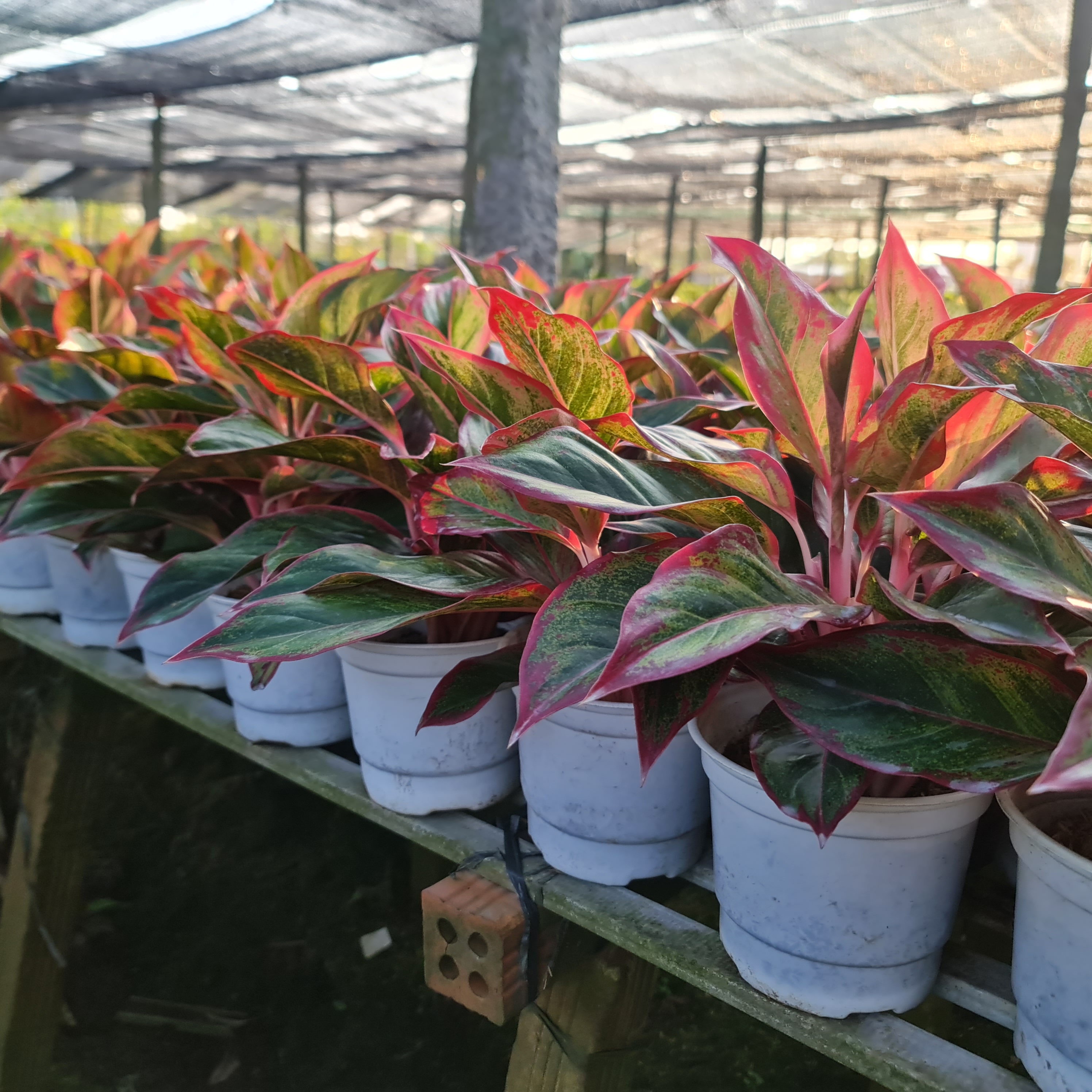 CÂY PHÚ QUÝ, (cao 25cm), cây phong thủy hút tài lộc để bàn mini GIÁ RẺ, lọc không khí, Cây Tươi Nguyên CTN0850