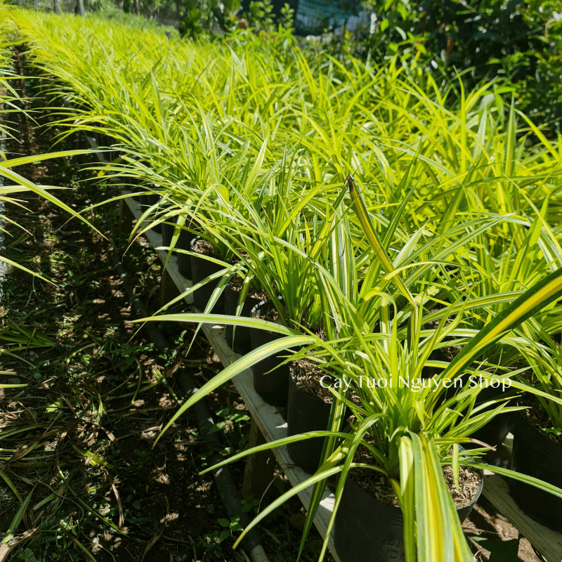 CÂY LÁ DỨA THÁI SỌC VÀNG, (cao 20cm), cây giống trồng cảnh trang trí sân vườn, ban công, dễ trồng GIÁ RẺ, Cây Tươi Nguyên