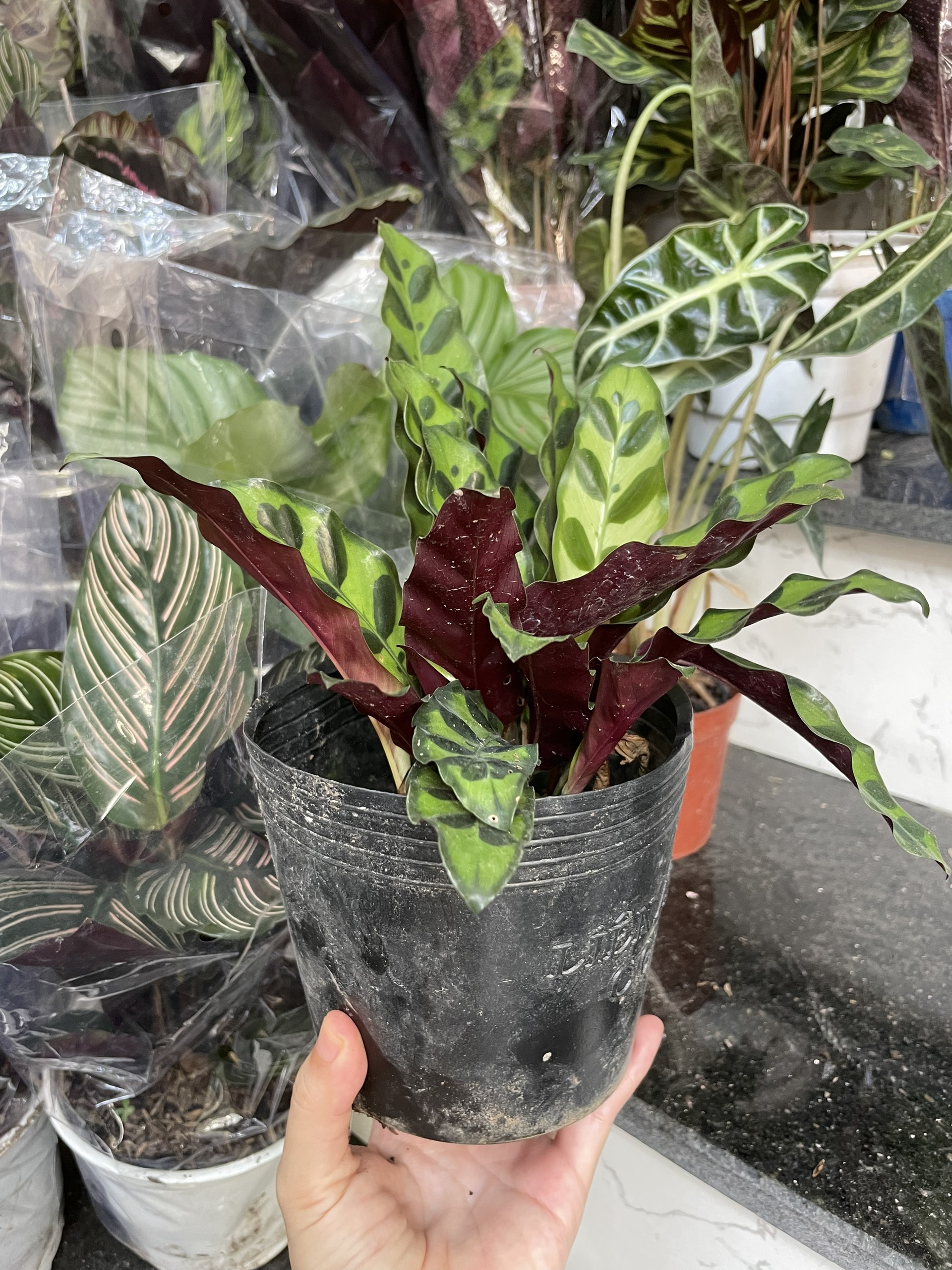 CÂY ĐUÔI PHỤNG ĐỎ Nhỏ, (cao 10cm), cây phong thủy hút tài lộc để bàn mini GIÁ RẺ, lọc không khí, Cây Tươi Nguyên CTN0030