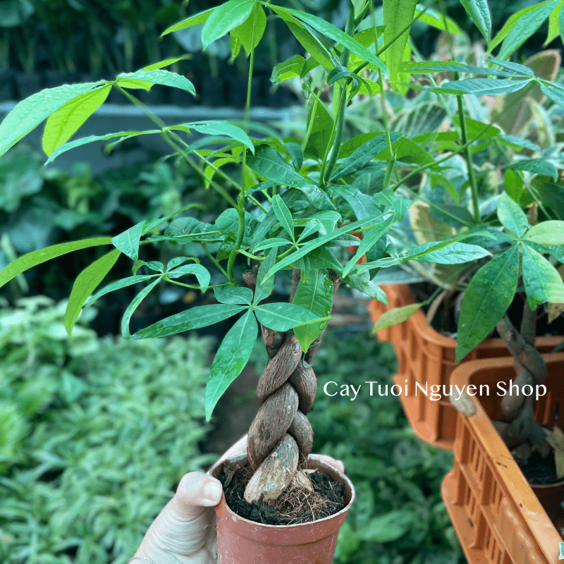 CÂY KIM NGÂN THÂN XOẮN, (cao 25cm), cây cảnh Trong nhà, kiểng lá mini để bàn Văn phòng đẹp, GIÁ RẺ, Cây Tươi Nguyên