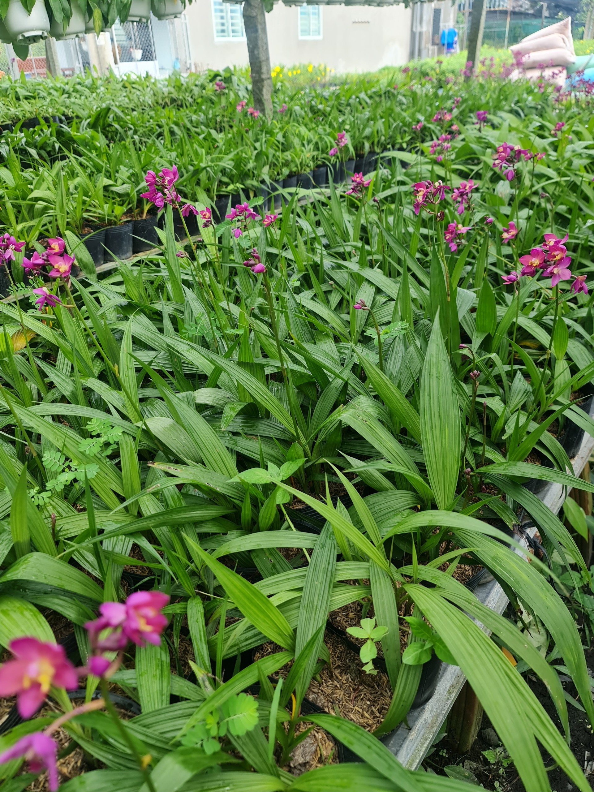 CÂY HOA ĐỊA LAN TÍM ,(cao 15cm), Cây cảnh, dễ trồng GIÁ RẺ, nở quanh năm, Cây Tươi Nguyên CTN0590