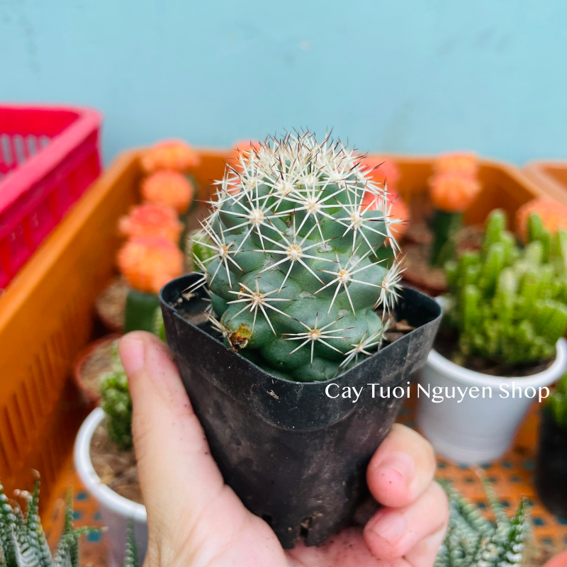 CÂY XƯƠNG RỒNG MINI ĐỒNG GIÁ, Size bé 3~5cm, NHIỀU LOẠI cây trang trí bàn, lọc không khí, dễ trồng, Cây Tươi Nguyên