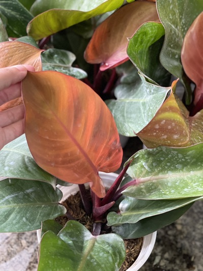 CÂY TRẦU BÀ ĐẾ VƯƠNG Đỏ, (cao 35cm), cây phong thủy hút tài lộc để bàn mini GIÁ RẺ, lọc không khí, Cây Tươi Nguyên CTN0020