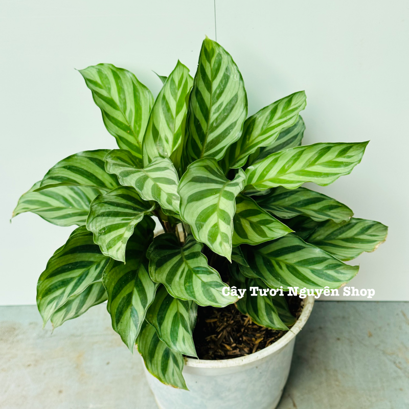 CÂY ĐUÔI CÔNG XANH VẰN (Calathea Freddie), (cao 15cm), cây cảnh Trong nhà, kiểng lá mini để bàn Văn phòng đẹp, GIÁ RẺ, lọc không khí, Cây Tươi Nguyên CTN1516