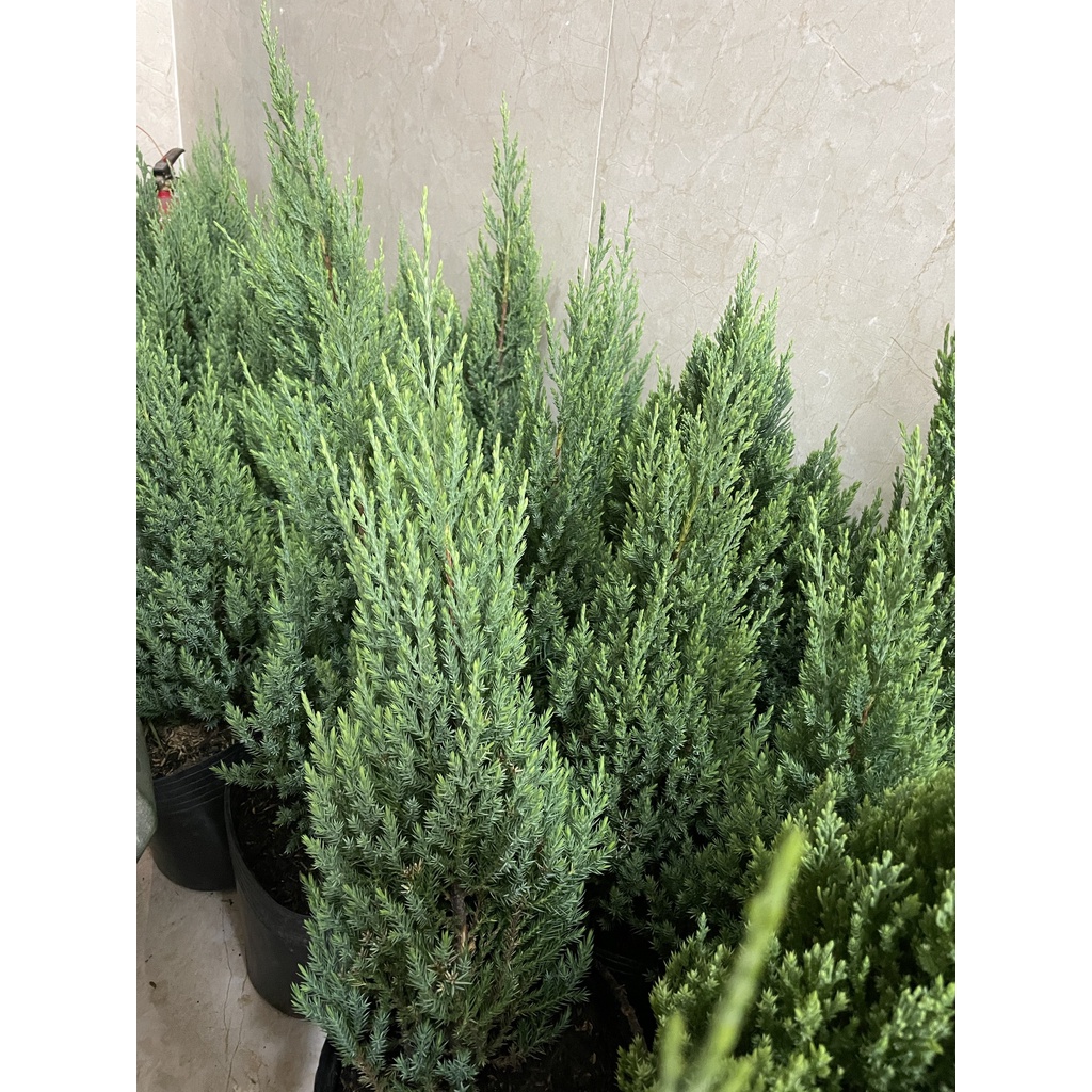 [GIAO HOẢ TỐC] CÂY SƠN TÙNG, (cao 30-40cm), cây Noel mini, cây Noel thật để bàn, cây Giáng sinh, Cây Tươi Nguyên CTN0720