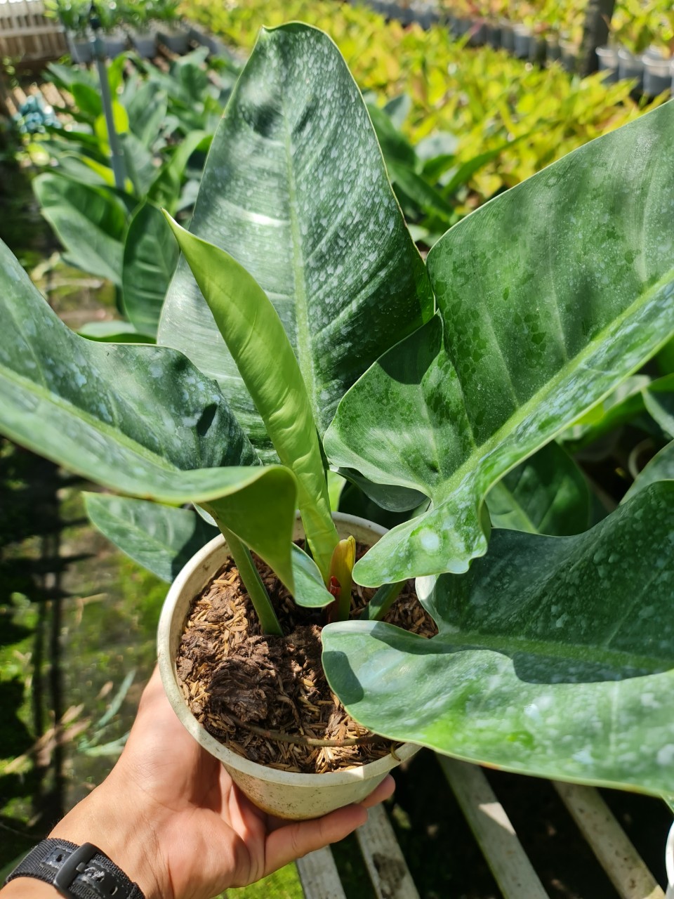 CÂY TRẦU BÀ ĐẾ VƯƠNG Xanh,(cao 30cm), cây phong thủy hút tài lộc để bàn mini GIÁ RẺ, lọc không khí, Cây Tươi Nguyên CTN0020