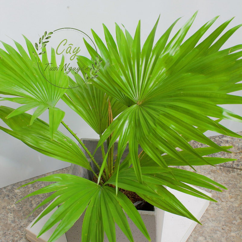 CÂY CỌ NHẬT, (cao 30cm), cây phong thủy hút tài lộc để bàn mini GIÁ RẺ, lọc không khí, Cây Tươi Nguyên CTN0730