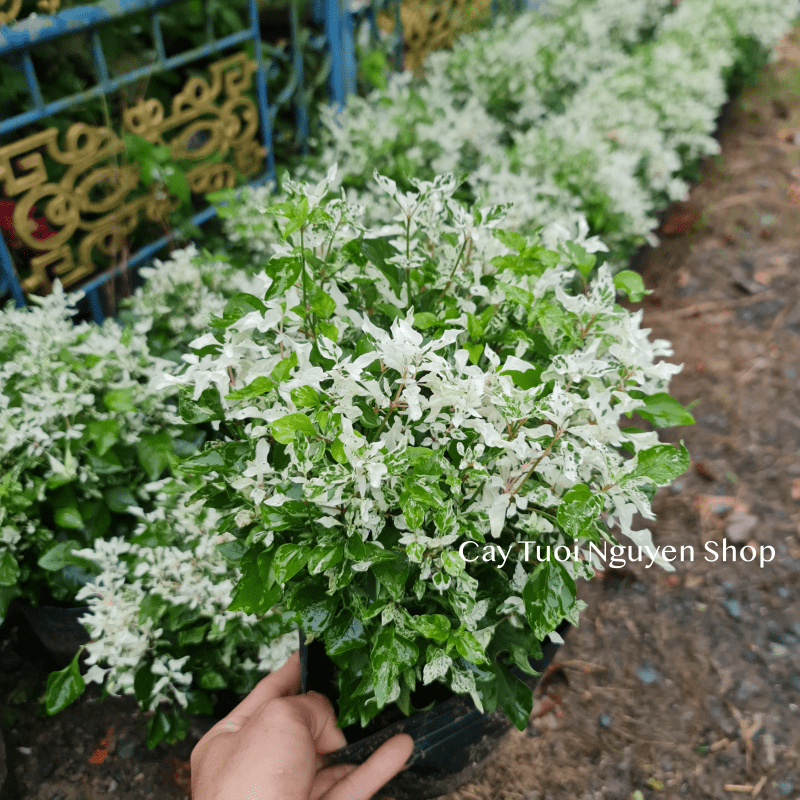 CÂY TUYẾT CẦU Alternanthera Snowball, (cao 25cm), cây giống cảnh sân vườn, ban công, dễ trồng GIÁ RẺ, Cây Tươi Nguyên