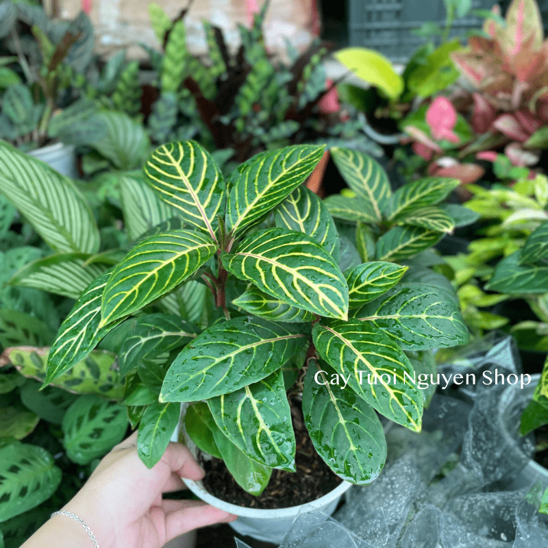 CÂY NGỰA VẰN Aphelandra Nees, (cao 20cm), cây cảnh Trong nhà, kiểng lá mini để bàn Văn phòng đẹp, GIÁ RẺ, Cây Tươi Nguyên