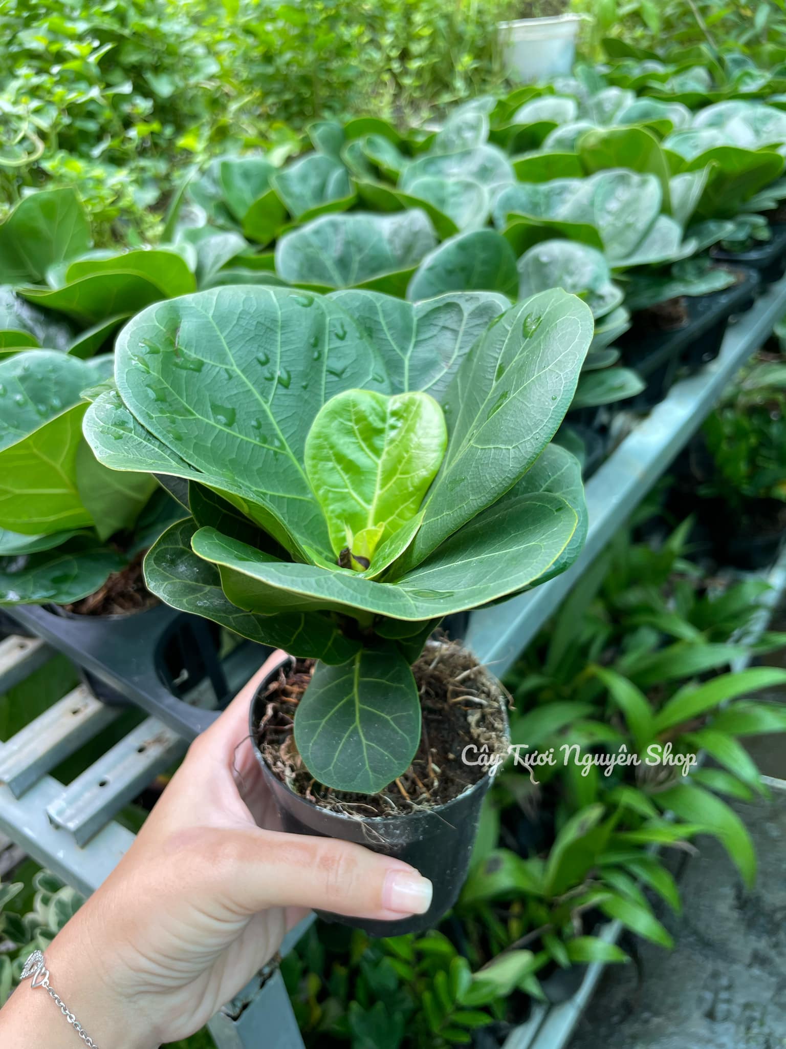 CÂY BÀNG SINGAPORE MINI ,(cao 20-25cm), cây phong thủy hút tài lộc để bàn mini GIÁ RẺ, lọc không khí, Cây Tươi Nguyên CNT0490