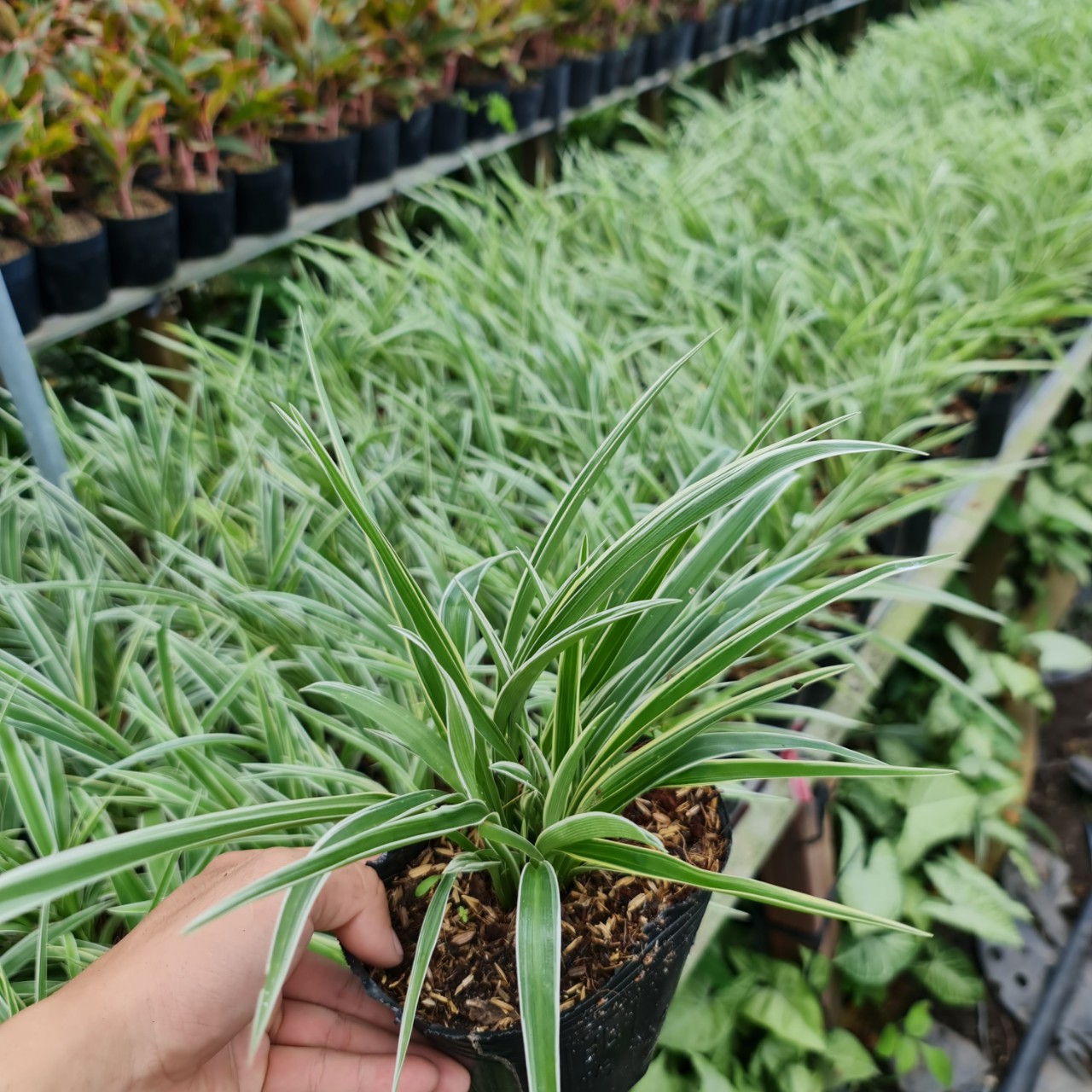 CÂY CỎ LAN CHI ,(cao 7cm), cây phong thủy hút tài lộc để bàn mini GIÁ RẺ, lọc không khí, Cây Tươi Nguyên CTN0550