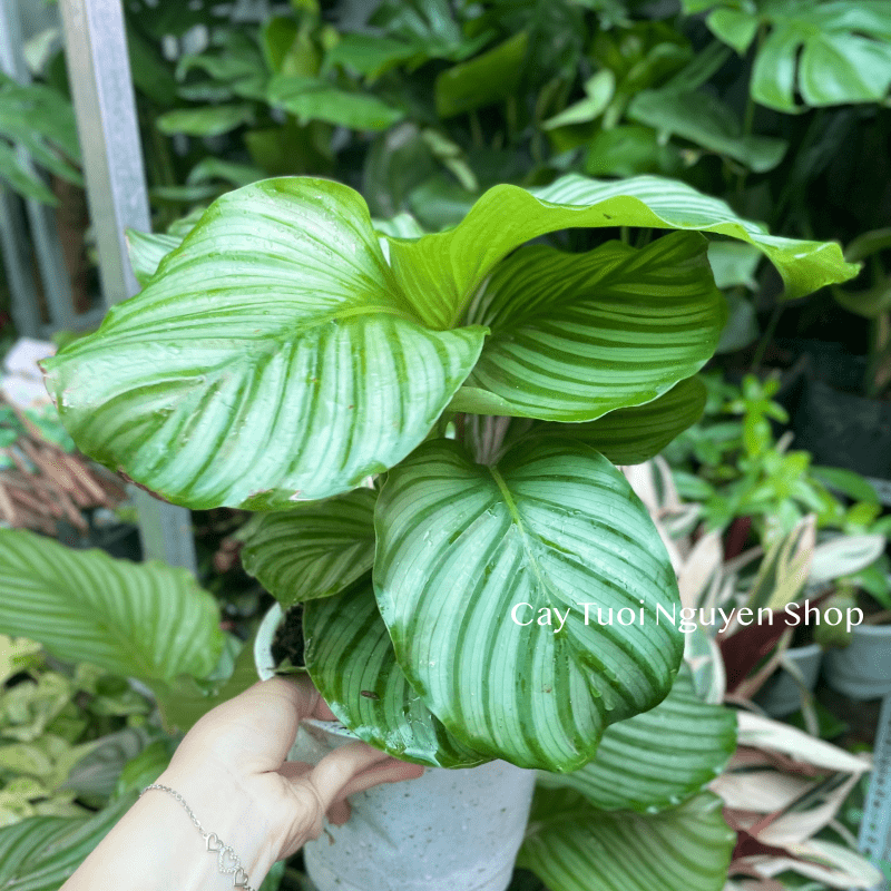 CÂY ĐUÔI CÔNG TÁO XANH SIZE LỚN, (cao 30cm), cây cảnh Trong nhà, kiểng lá mini để bàn Văn phòng, GIÁ RẺ, Cây Tươi Nguyên