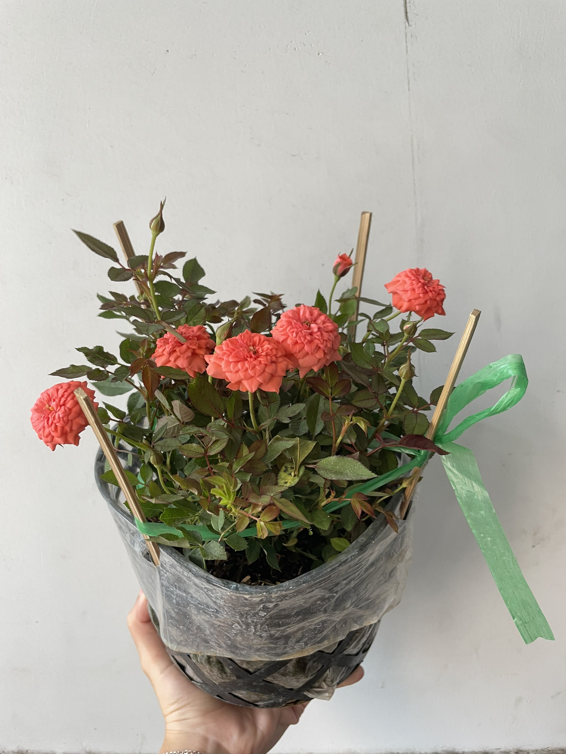 CÂY HOA HỒNG TỶ MUỘI 3 MÀU, (cao 15cm), Cây cảnh, dễ trồng GIÁ RẺ, nở quanh năm, Cây Tươi Nguyên CTN0910