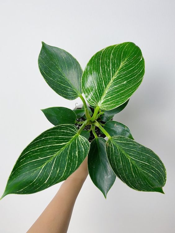 CÂY TRẦU BÀ ĐẾ VƯƠNG Kim cương - Cẩm thạch, (cao 25cm), cây phong thủy hút tài lộc để bàn mini GIÁ RẺ, lọc không khí, Cây Tươi Nguyên CTN0020
